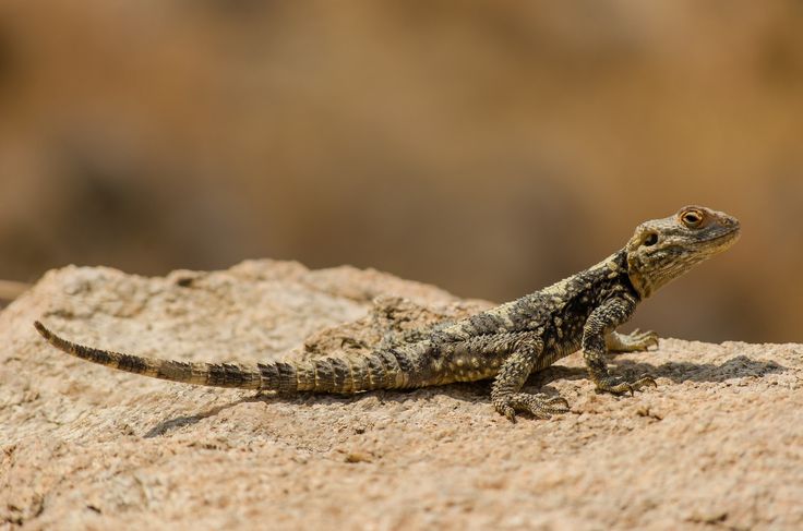 Lacerta oertzeni certzeni