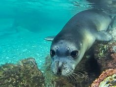 Monk seal 2