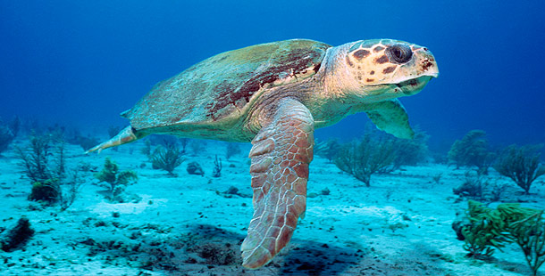 turtle