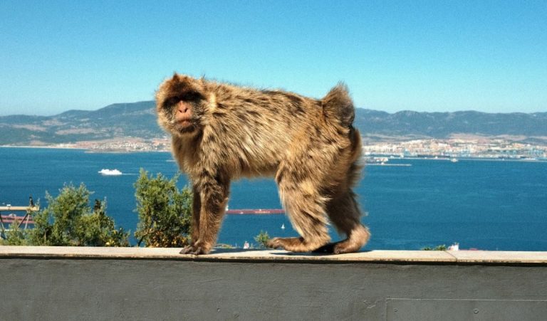 Άνθρωπος και άγρια ζωή