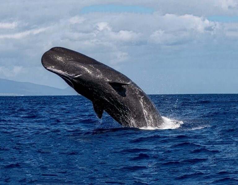 Οι φυσητήρες μιλούν σαν εμάς