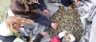 Greek language courses and olive harvest!