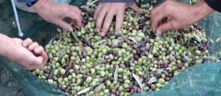 Olive harvest - Photos