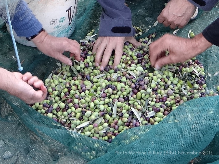 Olive harvest – Photos