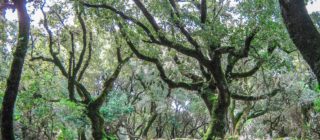 Ikaria's ecosystem