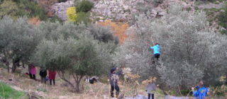 7 days picking olives in Ikaria