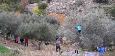 Ikaria in autumn: Participate in olive harvest!