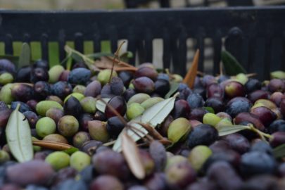 Olive harvest